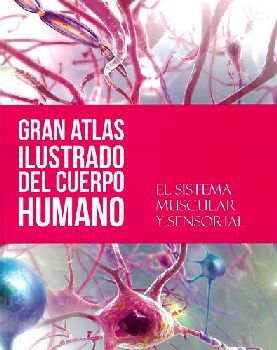 SISTEMA MUSCULAR Y SENSORIAL, EL       (GRAN ATLAS ILUST.DEL C.H.