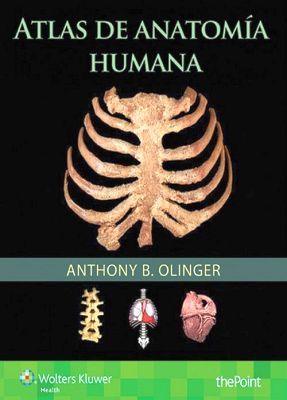 ATLAS DE ANATOMIA HUMANA