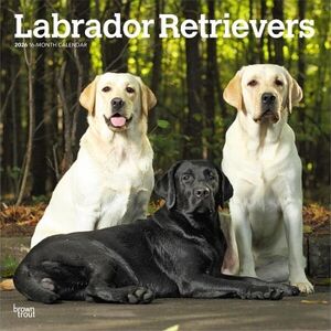 CALENDARIO: LABRADOR RETRIEVERS 2026 SQUARE FLAP